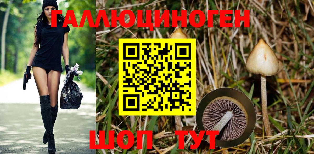 Богородицк  Псилоцибиновые грибы GOLDEN TEACHER  Вход с VPN 